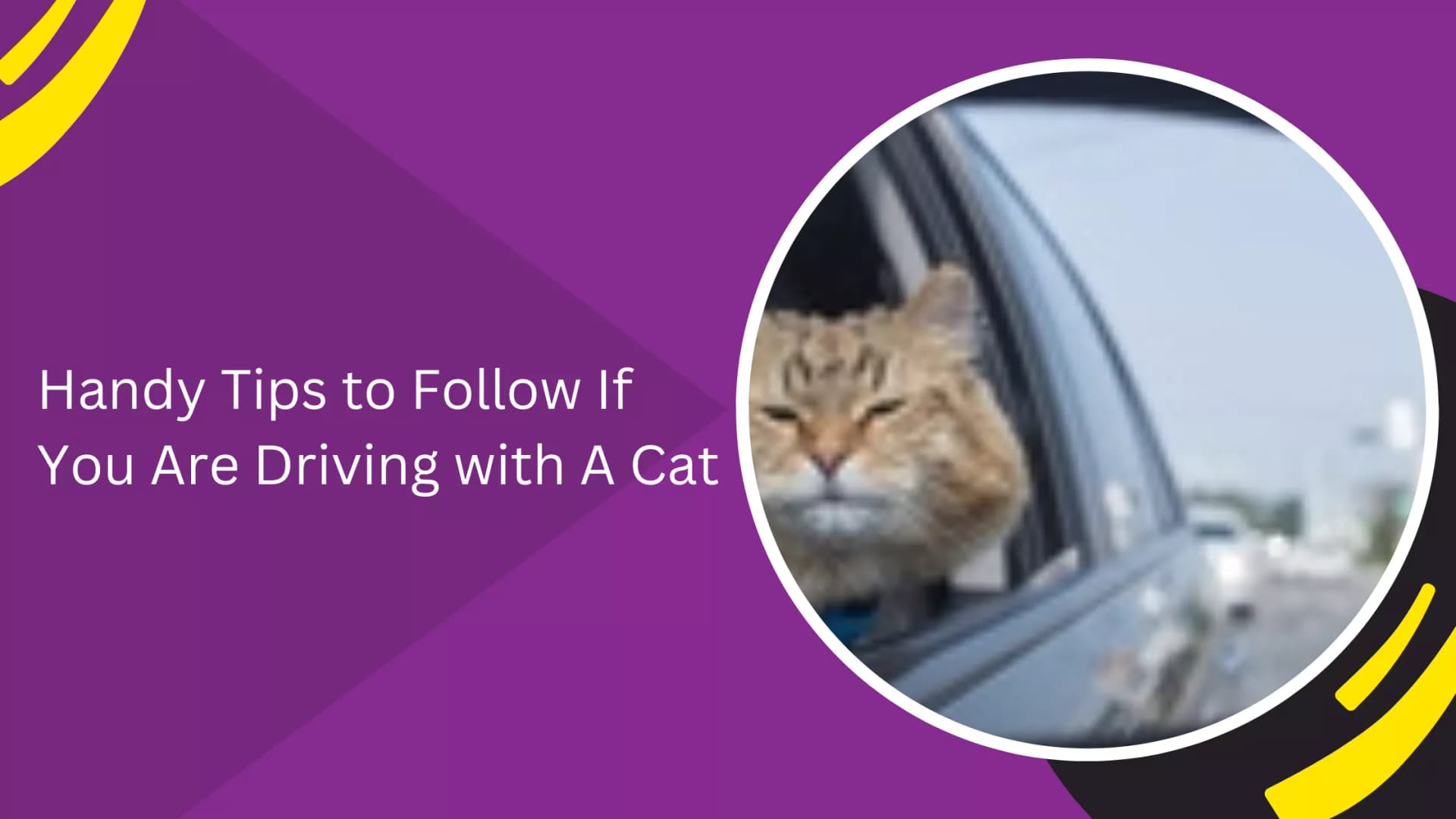 Handy Tips to Follow If You Are Driving with A Cat_blogs