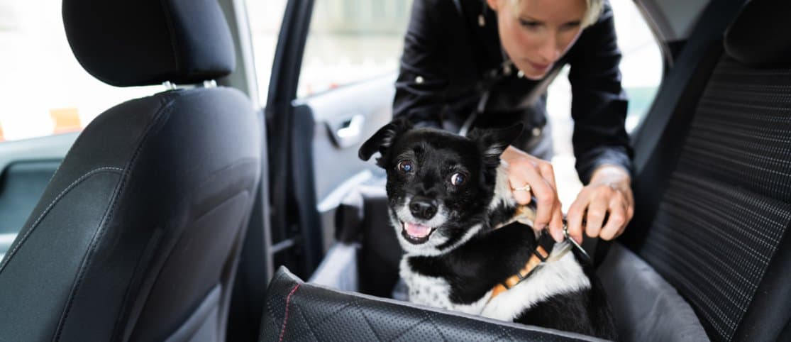Essential Tips to Make Your Rental Car Pet-Friendly